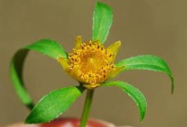 Attēlu rezultāti vaicājumam “Bidens tripartita flower”