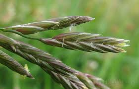 Attēlu rezultāti vaicājumam “Festuca pratensis”