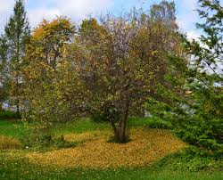 Attēlu rezultāti vaicājumam “Malus mandshurica”
