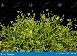 Attēlu rezultāti vaicājumam “Sagina procumbens”