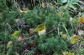 Attēlu rezultāti vaicājumam “Polytrichum formosum”