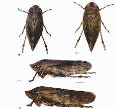 Attēlu rezultāti vaicājumam “Aphrophora alni imago”