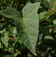 Attēlu rezultāti vaicājumam “Calystegia sepium leaf”