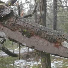 Attēlu rezultāti vaicājumam “Vuilleminia comedens”