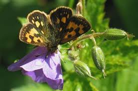 Attēlu rezultāti vaicājumam “Carterocephalus silvicolus”