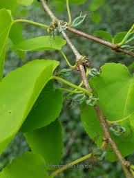 Attēlu rezultāti vaicājumam “Cercidiphyllum japonicum fruit”