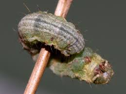 Attēlu rezultāti vaicājumam “Camptogramma bilineata”