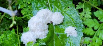 Attēlu rezultāti vaicājumam “Didymium spongiosum spores”