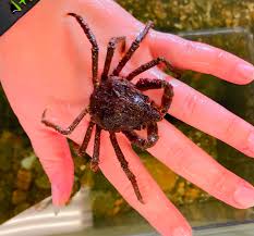 Image result for Hyas coarctatus