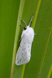 Attēlu rezultāti vaicājumam “Spilosoma lutea imago”
