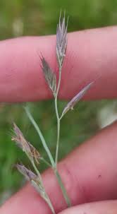 Attēlu rezultāti vaicājumam “Festuca rubra subsp. rubra”