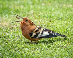 Image result for hoepoe