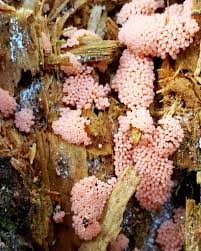 Attēlu rezultāti vaicājumam “Arcyria imperialis macro”