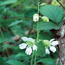 Attēlu rezultāti vaicājumam “Silene borysthenica flower”