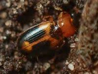 Attēlu rezultāti vaicājumam “Badister bullatus”