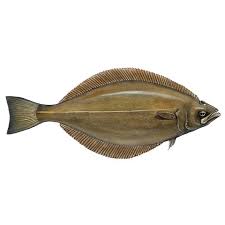 Image result for Reinhardtius hippoglossoides