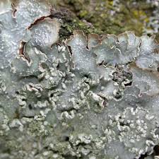 Attēlu rezultāti vaicājumam “Punctelia subrudecta”