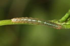 Attēlu rezultāti vaicājumam “Dypterygia scabriuscula”