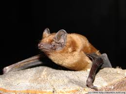 Attēlu rezultāti vaicājumam “Nyctalus noctula”