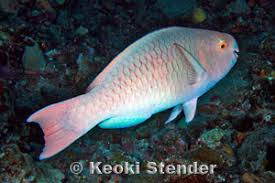 Image result for Scarus rubroviolaceus