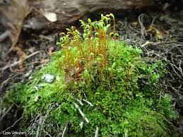 Attēlu rezultāti vaicājumam “Pleurocarpous mosses sporophyte”