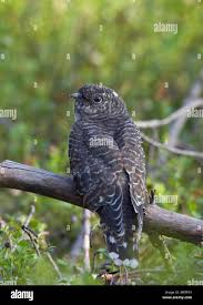 Attēlu rezultāti vaicājumam “Cuculus canorus juvenile”