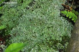 Attēlu rezultāti vaicājumam “Cladonia ochrochlora”