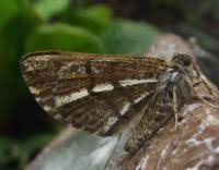 Attēlu rezultāti vaicājumam “Bupalus piniaria male”