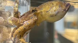 Attēlu rezultāti vaicājumam “Polypogon tentacularius male”