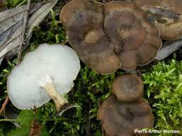 Attēlu rezultāti vaicājumam “Polyporus brumalis”