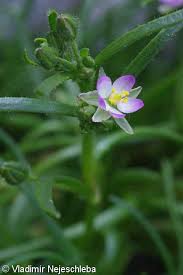 Attēlu rezultāti vaicājumam “Spergularia marina leaf”