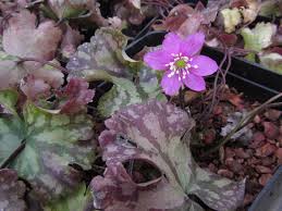 Attēlu rezultāti vaicājumam “Hepatica nobilis leaf”