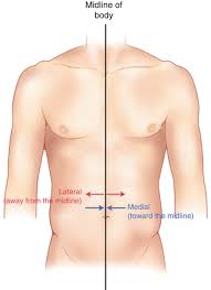 Image result for body midline