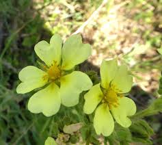 Image result for Potentilla recta