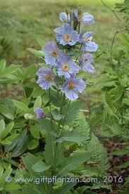 Image result for Scheinmohn