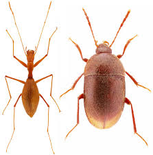 Attēlu rezultāti vaicājumam “Leiodidae”