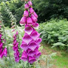 Image result for Digitalis purpurea
