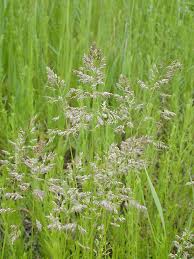 Attēlu rezultāti vaicājumam “Poa pratensis fruit”