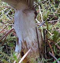 Attēlu rezultāti vaicājumam “Gomphidius glutinosus”