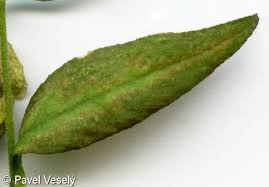 Attēlu rezultāti vaicājumam “Silene baccifera fruit”