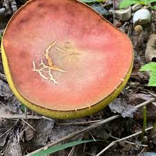 Attēlu rezultāti vaicājumam “Xerocomus rubellus”