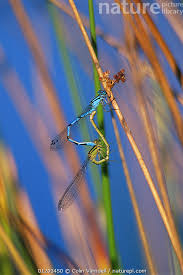 Attēlu rezultāti vaicājumam “Enallagma cyathigerum male”