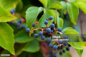 Attēlu rezultāti vaicājumam “Parthenocissus quinquefolia fruit”