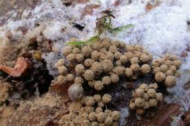 Attēlu rezultāti vaicājumam “Cribraria argillacea”