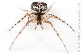 Attēlu rezultāti vaicājumam “Metellina merianae”