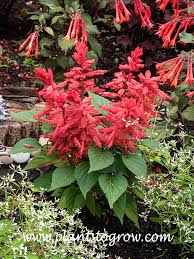 Image result for Salvia splendens