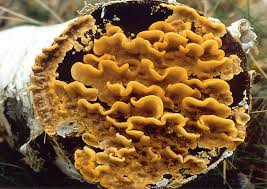 Attēlu rezultāti vaicājumam “Stereum hirsutum”