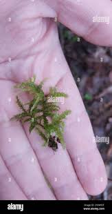 Attēlu rezultāti vaicājumam “Eurhynchium angustirete”