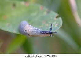 Attēlu rezultāti vaicājumam “Krynickillus melanocephalus”