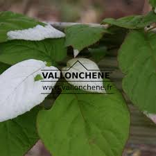 Attēlu rezultāti vaicājumam “Actinidia kolomikta”